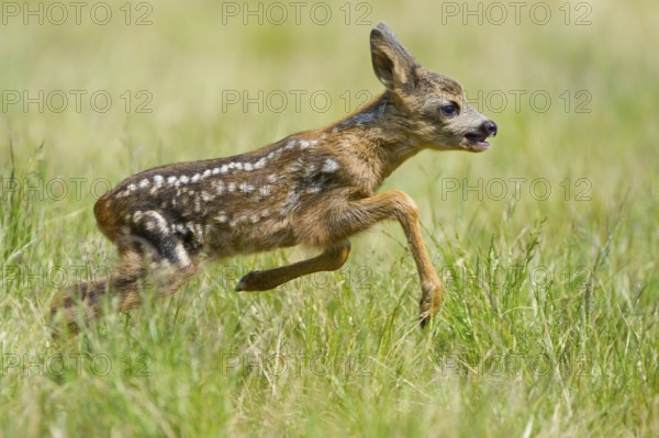 European roe deerfawn (Capreolus capreolus) , lateral