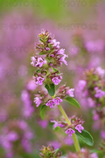 Broad-leaved thyme (Thymus pulegioides)