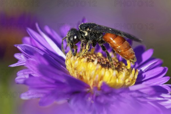 Large blood bee