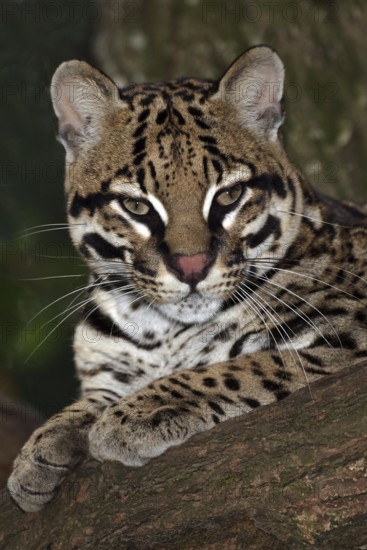 Ocelot (leopardus pardalis), ADULT lies down on a branch