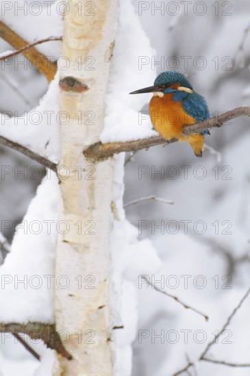 Common kingfisher (Alcedo atthis) Lower Saxony, Germany, Europe