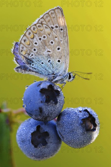 Common blue butterfly (Polyommatus icarus) on blueberry (Vaccinium myrtillus), common blueberry, blueberry, seitich, Germany, Europe