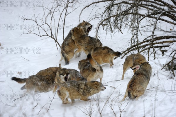 Gray wolves (Canis lupus), social behaviour