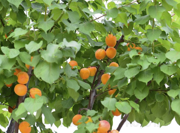 Apricots tree (Prunus armeniaca) with mature , Turkish Riviera, Turkey, Asia