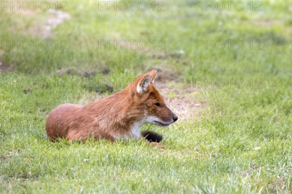 Dhole also called the Asiatic wild dog (Cuon alpinus) or Indian wild dog