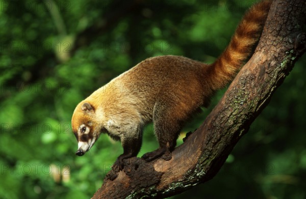 White-nosed Coati (Nasua narica), side