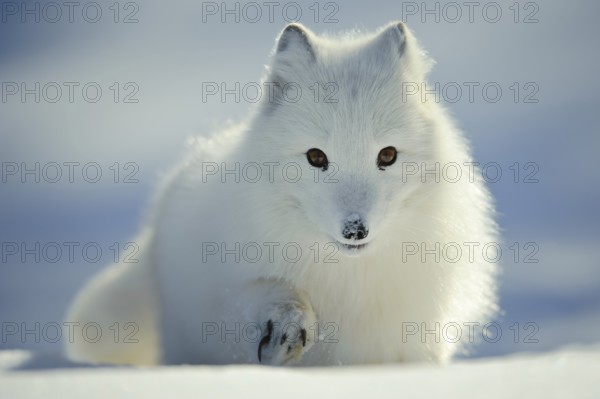 Arctic fox (Alopex lagopus) (Vulpes lagopus)