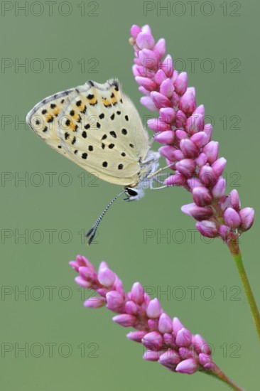 Sooty Copper (Lycaena tityrus) Lower Saxony, Germany, Europe
