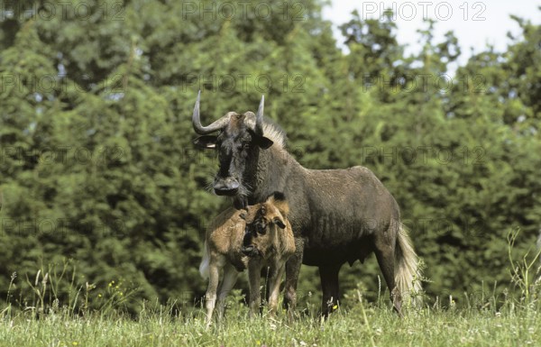 Blacke Wildebeest (connochaetes gnou), Female with Calf