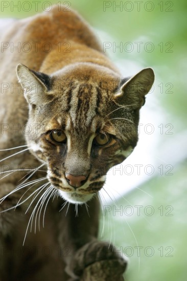 ASIAN GOLDEN CAT OR TEMMINK'S CAT catopuma temmincki, PORTRAIT OF AN ADULT