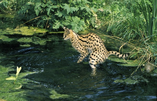 SERVAL (leptailurus serval), ADULT HUNTING IN WATER