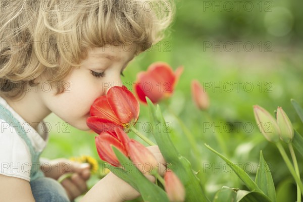 Child smelling tulip flower in spring outdoors