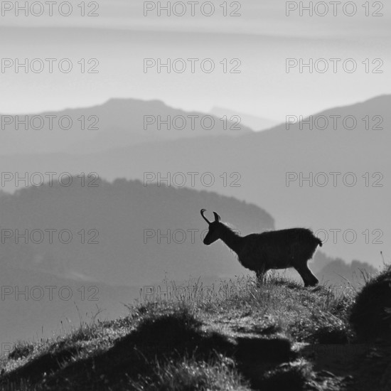 Silhouette of a chamoise on the ridge of Mount Niederhorn, Switzerland. Early morning