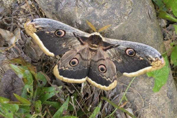 A Saturnia pyri (Saturnia pyri), resting on a stone surrounded by leaves, Krka National Park, Croatia, Europe