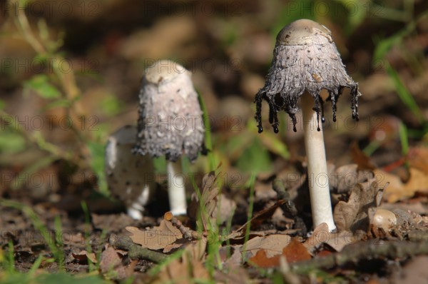 Crested tintling with drops of liquid Shaggy ink cap with drops of liquid