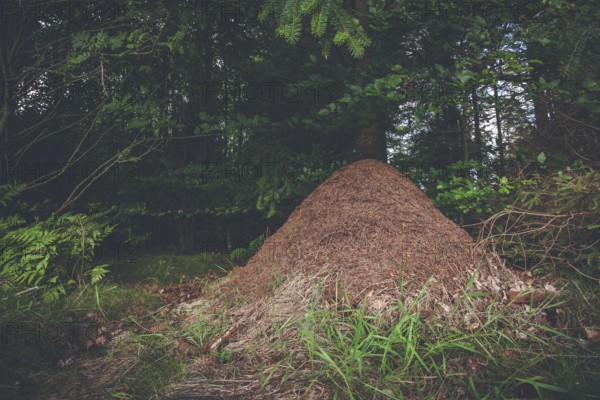Anthill in a pine forest in Scandinavia