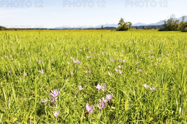 Meadow full of crocus flowers in the moor at lake Staffelsee (Bavaria) (Germany)