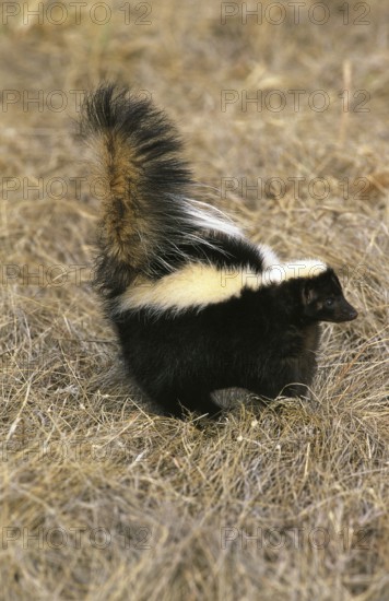 Striped striped skunk (mephitis mephitis), adult