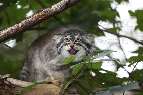 Manul or Pallas's Cat (otocolobus manul), Adult standing on Branch, Snarling