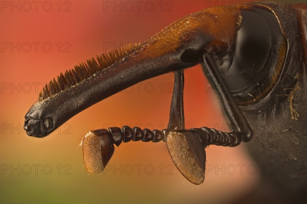 Red palm weevil (Rhynchophorus ferrugineus), South east Asia
