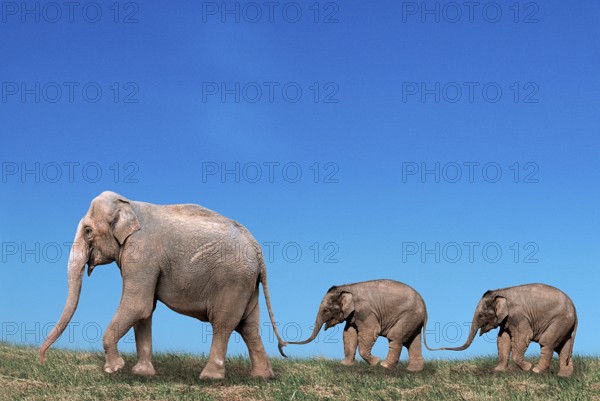 Asian elephant (Elephas maximus) with young, lateral view