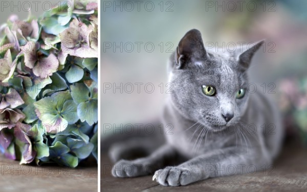 Portrait of a Russian Blue Pedigree Cat