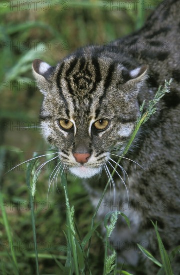 Fishing Cat (prionailurus viverrinus), Portrait of Adult