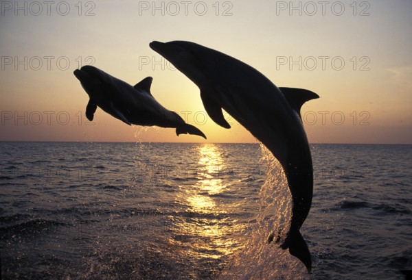 BOTTLENOSE DOLPHIN (tursiops truncatus), ERWACHSENE SPRINGEN BEIM SONNENUNTERGANG, HONDURAS