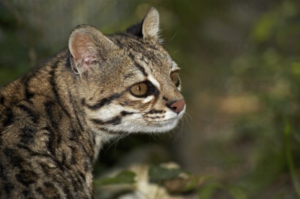 Tiger Cat or Oncilla (leopardus tigrinus), Portrait of Adult