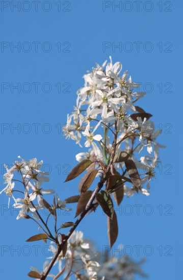 Bare rock pear (Amelanchier laevis)