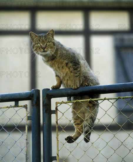 European Brown Tabby Domestic Cat, adult at the gate