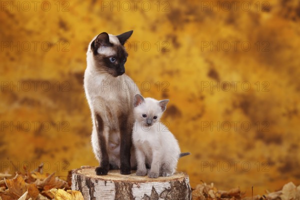 Siamese cat (old type), seal-point, with kittens, blue-point, Thai cat, Siamesin
