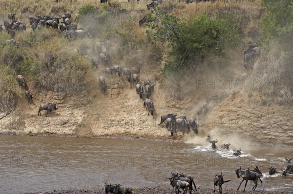 Blue Wildebeest (connochaetes taurinus), Herd Crossing River during Migration, Masai Mara park in Kenya