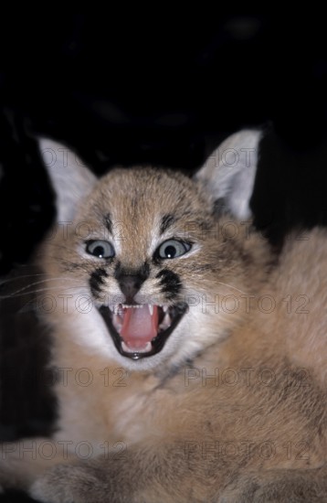 Caracal (caracal caracal), Cub snarling