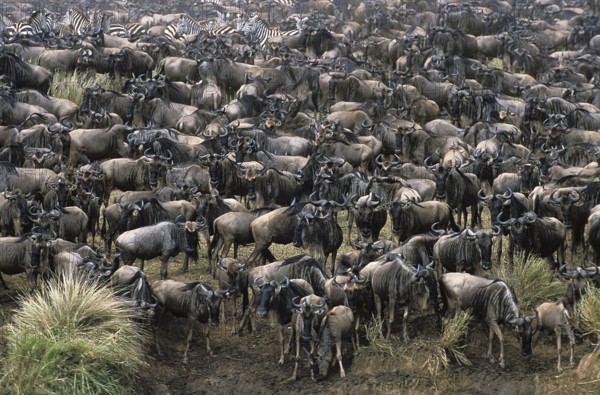 Blue Wildebeest (connochaetes taurinus), Herd ready for crossing Mara River during Migration, Masai Mara Park in Kenya