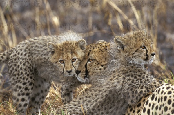 Cheetah (acinonyx jubatus), Mother and Cub, Masai Mara Park in Kenya