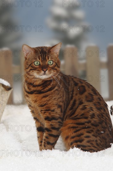 Bengal cat, male, lateral