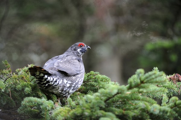Spruce Grouse, male, Cap Breton Highlands National Park, Nova Scotia (Dendragopus Canada Grouse (Falcipennis canadensis), Canada, North America