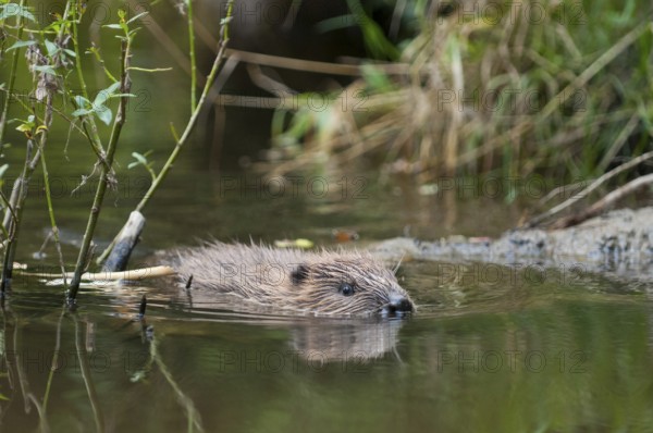 European beaver (Castor fiber), juvenile, Rosenheim, Bavaria, Germany, Europe