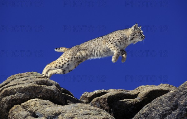 Bobcat (lynx rufus), Adult leaping on Rocks, Canada, North America