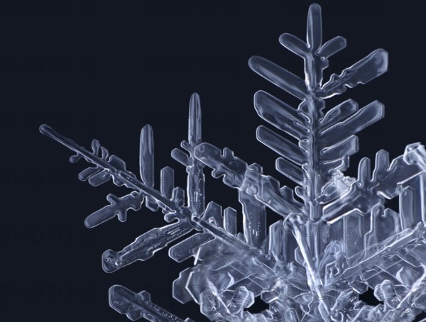 Detail of a real snowflake against a black background