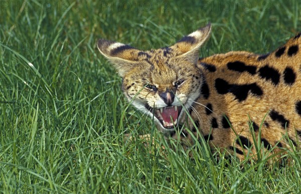SERVAL (leptailurus serval), ADULT GROWLING