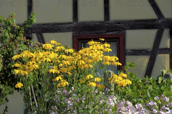 Coneflower flowering in the garden, orange coneflower (Rudbeckia fulgida), Glowing coneflower