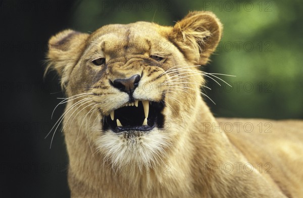 African Lion Niche Lion Niche Lion, Lions (panthera leo), Predators, Mammals, Animals Lion, Female with Funny Face, Masai Mara Park in Kenya
