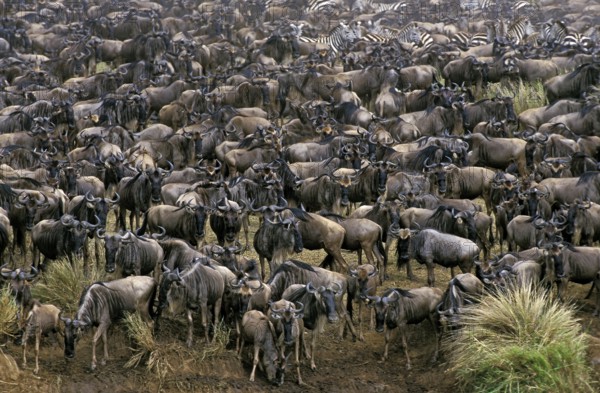 Blue Wildebeest (connochaetes taurinus), Herd during Migration, Masai Mara Park in Kenya