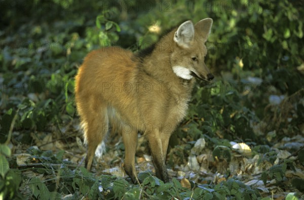 Maned wolf (chrysocyon brachyurus), adult