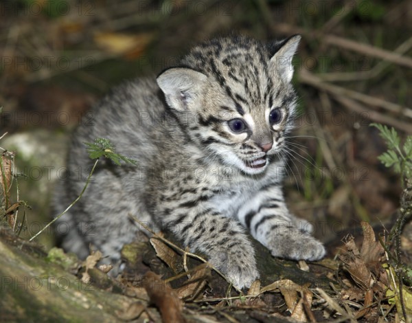 Geoffroy's cat, oncifelis geoffroyi, kitten