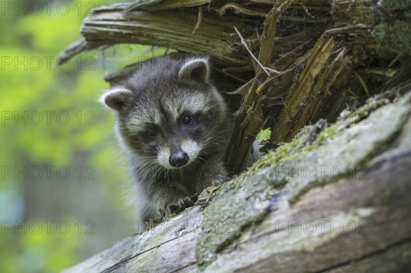 Raccoon (Procyon lotor) , Young animal, Lower Saxony, Germany, Europe