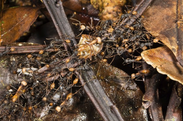 Driver ants form living Eciton burchellii (Eciton burchelli), ant, ants, Costa Rica, Central America
