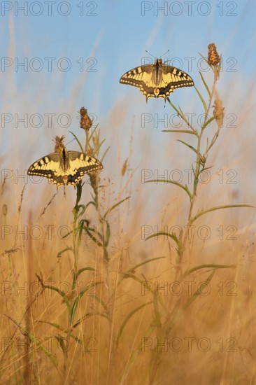 Swallowtail (Papilio machaon) North Rhine-Westphalia, Germany, Europe